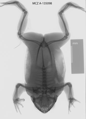 Media type: image;   Herpetology A-135098